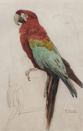 A parrot